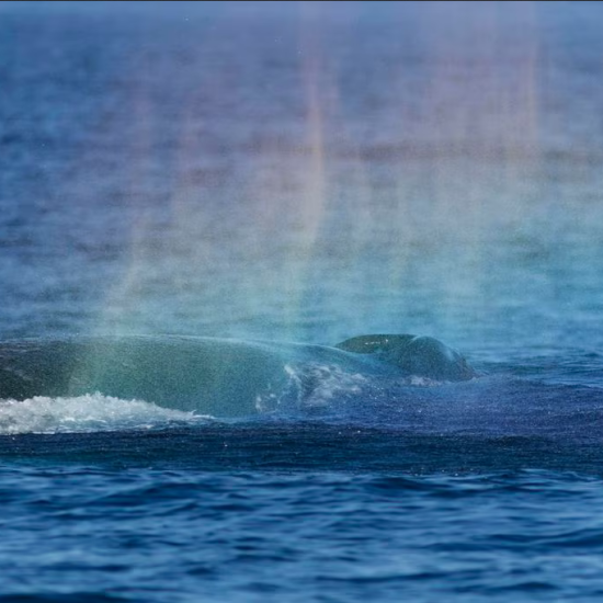 El gran cetáceo expulsa agua como si fuese un arcoíris. FOTO: Carlos Olavarría