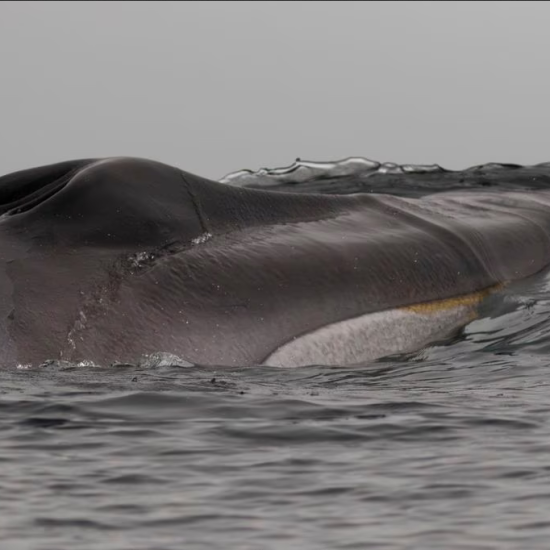 Primer plano de una ballena asomada en la superficie. FOTO: Carlos Olavarría